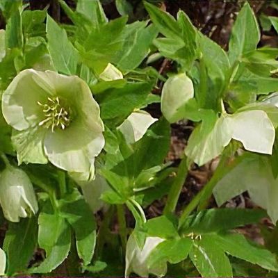 Helleborus orientalis 'Clear White'   