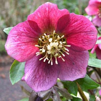 Helleborus x hybridus purple-flowered