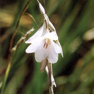 Dierama pulcherrimum Slieve Donard hybrids - Shoot