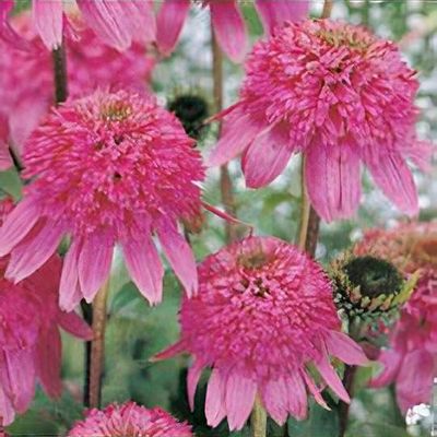 Echinacea purpurea 'Fatal Attraction' - Shoot