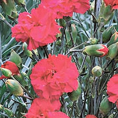 Dianthus 'Annette' - Shoot