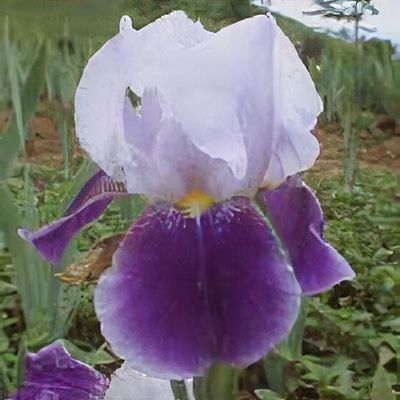 Portrait of a Lady: Iris histrioides 'Lady Beatrix Stanley' – The  Frustrated Gardener