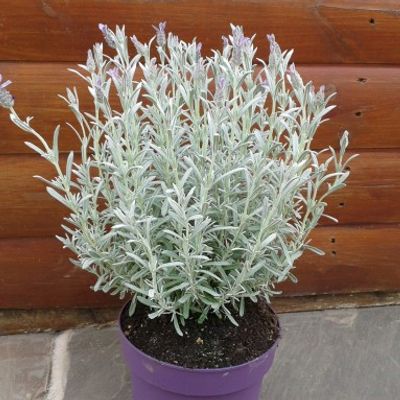 Lavandula stoechas 'Anouk' - Shoot
