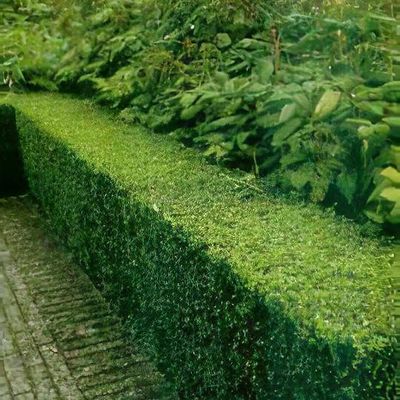 Ligustrum ovalifolium - Shoot