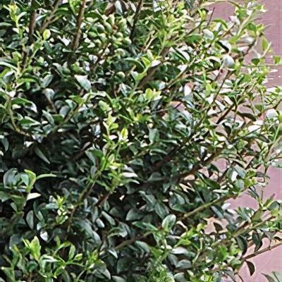 led lights and plants Fluora Floor Plant | Elevated Mood Lighting main image 1