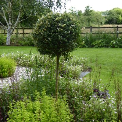ageratum plant Ageratum – Liberty Landscape Supply main image 1