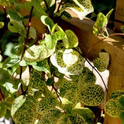 Lonicera japonica 'Aureoreticulata' - Shoot