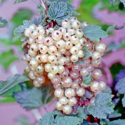 Ribes sativum 'Verriere Blanche'