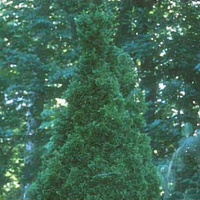 Thuja plicata 'Atrovirens' - Shoot