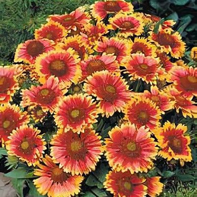 Gaillardia grandiflora kobold on sale