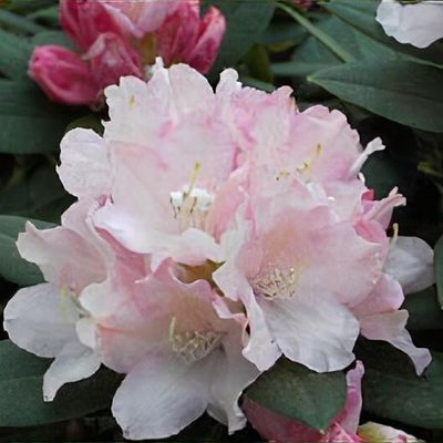 Rhododendron 'Dreamland' - Shoot