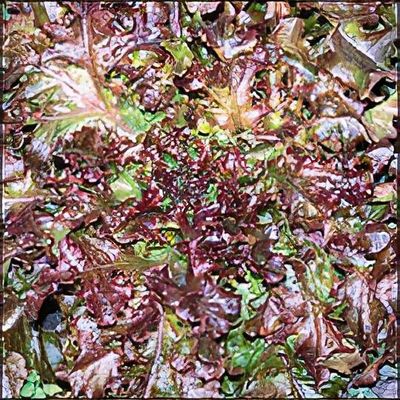 Semi Biologici Di Lattuga Lollo Rossa - Raccolto Bio, Lactuca Sativa, 82900 - Foto 3