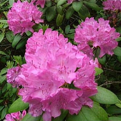 Rhododendron 'Roseum Elegans' - Shoot