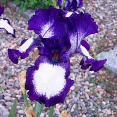 Portrait of a Lady: Iris histrioides 'Lady Beatrix Stanley' – The  Frustrated Gardener