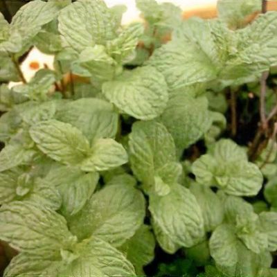 Mentha rotundifolia 'Variegata' - Shoot