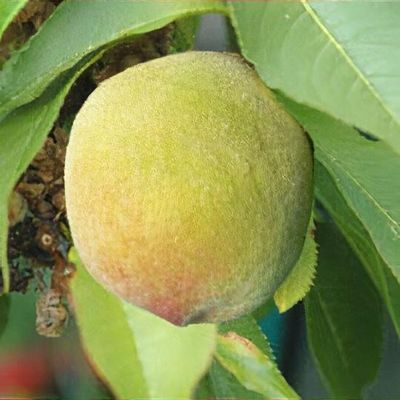 Prunus persica 'Bonanza'
