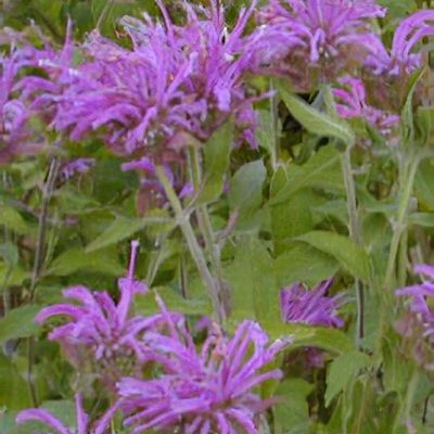 Monarda 'Earl Grey' - Shoot