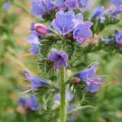 Echium vulgare - Shoot