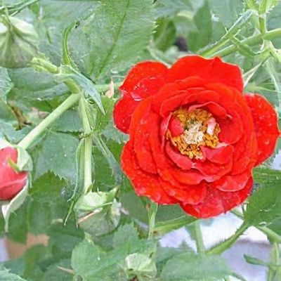 Rosa spinosissima 'Dunwich Rose