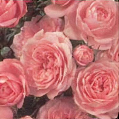 Buy Rose 'Waltz Time' in the UK
