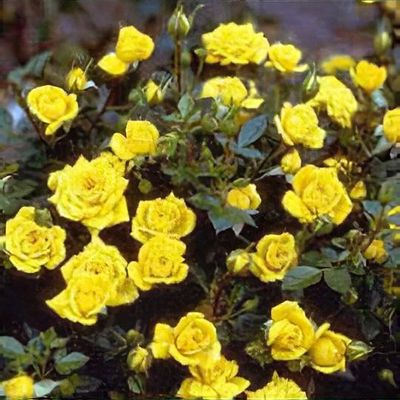 Rosa Cinnamon Twist  Rose, Flowers, Shrub roses