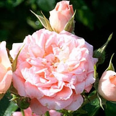 Rosa spinosissima 'Dunwich Rose