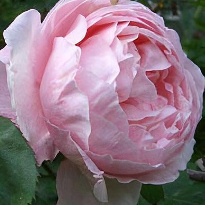 Rosa 'Ausleap' syn. Rosa 'Sweet Juliet', Rose 'Sweet Juliet' (Shrub) in  GardenTags plant encyclopedia