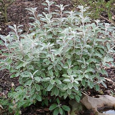 Senecio 'Drysdale' 