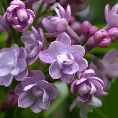 Syringa vulgaris 'Michael Buchner' - Shoot