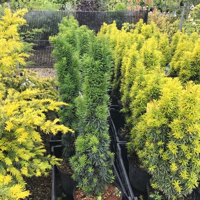 Taxus baccata 'Fastigiata Robusta' - Shoot