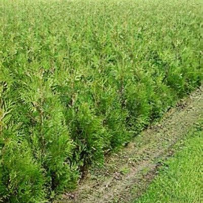 Thuja plicata 'Martin' - Shoot