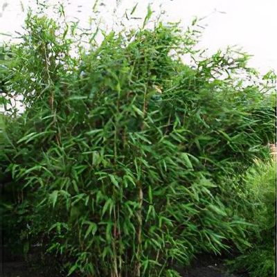 gummibaum stützen Gummibaum 'Robusta' XXL-Größe kaufen main image 0