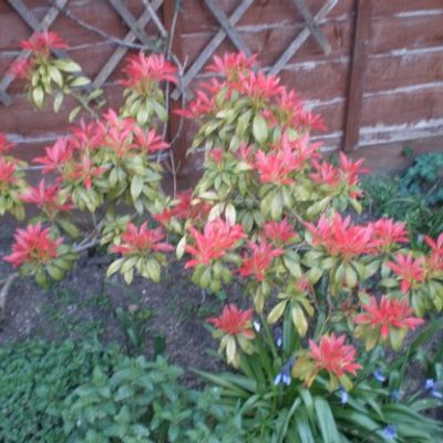 Pieris japonica 'Carnival' - Shoot