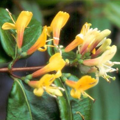 photinia fraseri kaufen Red Tip Photinia (Photinia Fraseri)