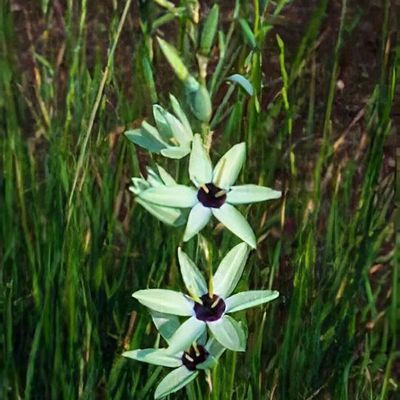 Ixia viridiflora - Shoot