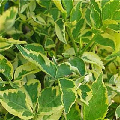 Sambucus nigra 'Marginata' - Shoot