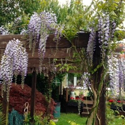Wisteria x formosa 'Caroline' - Shoot