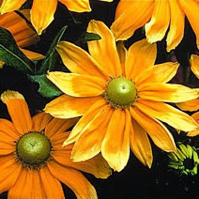 Rudbeckia hirta 'Prairie Sun' - Shoot
