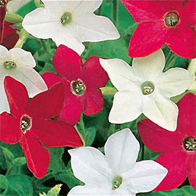 Nicotiana x sanderae 'Little Nicky' - Shoot