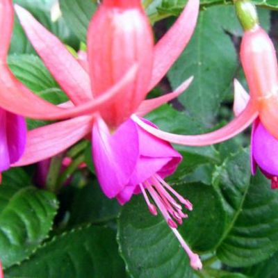 Fuchsia 'Tom Thumb' - Shoot