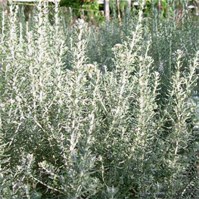 Ozothamnus rosmarinifolius 'Silver Jubilee' - Xera Plants