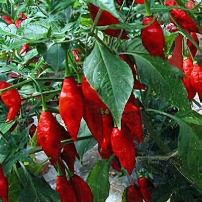 Capsicum chinense 'Jacquin' - Shoot