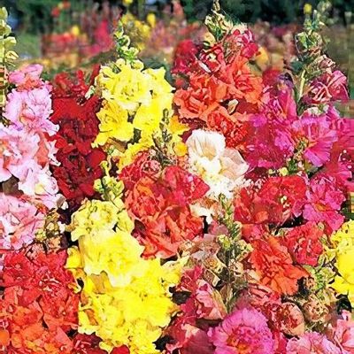 Antirrhinum 'Madame Butterfly'