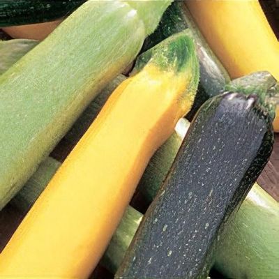 Cucurbita pepo 'Tristar'