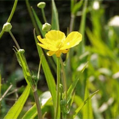 Ballet slipper ranunculus outlet
