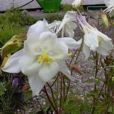 Aquilegia flabellata 'Cameo Rose White', Columbine 'Rose White' in