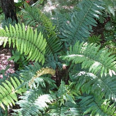 Blechnum chilense