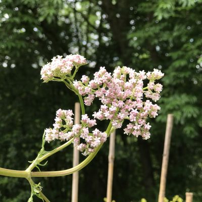 Valeriana officinalis - Shoot
