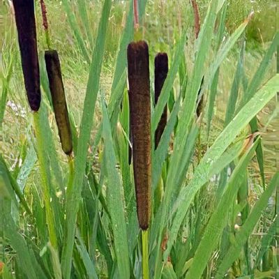 thumbnail image 2 of Typha Latifolia Cattail Seeds - 500+ Seeds, Oregon Grown, Free Shipping USA 2 of 6