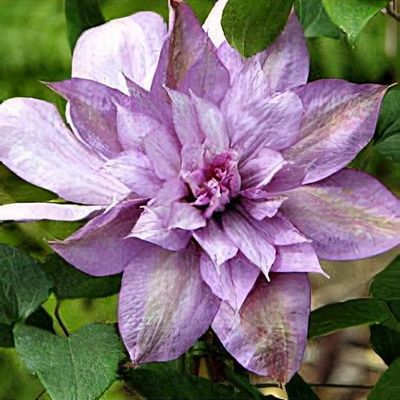 Clematis 'Proteus' - Shoot